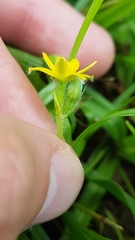 Hypoxis decumbens