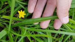 Hypoxis decumbens