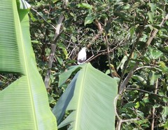 Pseudastur albicollis