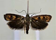 Hierodoris atychioides