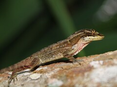 Anolis ocelloscapularis