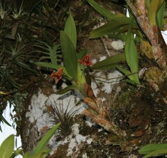 Maxillaria elatior