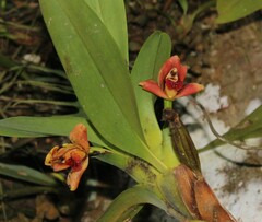 Maxillaria elatior