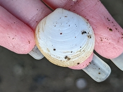 Semelidae