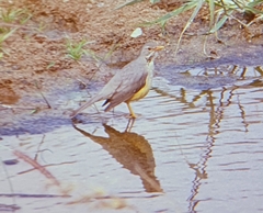 Turdus libonyana