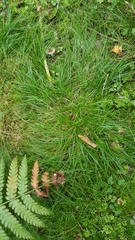 Carex trisperma