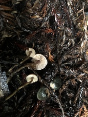 Pseudobaeospora stevensii