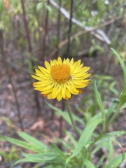 Xerochrysum bracteatum