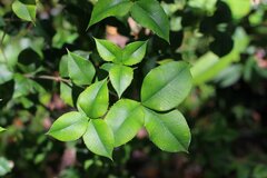 Alyxia ruscifolia