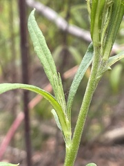 Xerochrysum bracteatum
