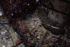 Aulactinia incubans