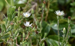 Noticastrum calvatum