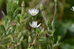 Noticastrum calvatum