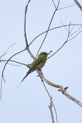 Merops orientalis ferrugeiceps