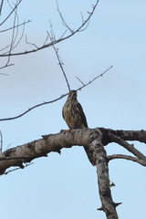 Hierococcyx sparverioides