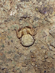 Xysticus verneaui