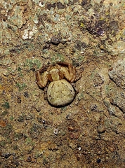 Xysticus verneaui