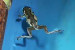 Litoria dentata