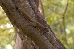 Callosciurus