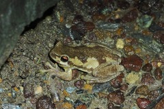 Litoria dentata