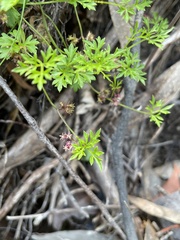 Xanthosia dissecta