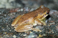 Litoria dentata