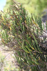 Salicornia littorea