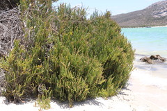 Salicornia littorea
