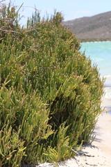 Salicornia littorea