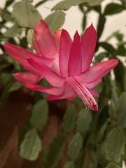 Schlumbergera buckleyi