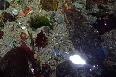 Aulactinia incubans