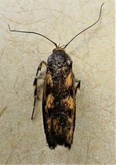 Hierodoris atychioides