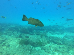 Mycteroperca rosacea