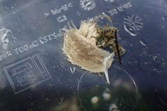 Aeolidia