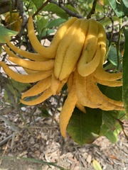 Citrus medica sarcodactylis