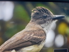 Myiarchus ferox