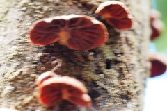 Anthracophyllum