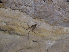 Gonyleptidae