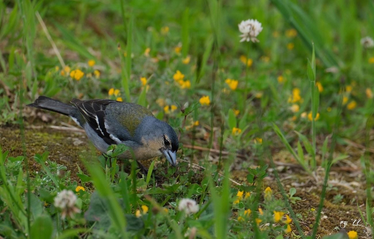 Azores Chaffinch illustration