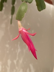 Schlumbergera buckleyi