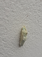 Pierinae