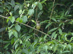 Myiarchus swainsoni
