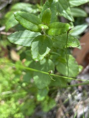 Gonocarpus teucrioides