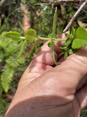 Gonocarpus teucrioides