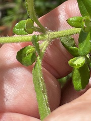 Gonocarpus teucrioides