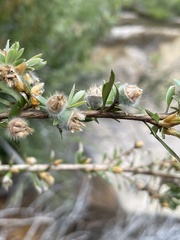 Leptospermum grandifolium