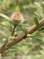 Leptospermum grandifolium