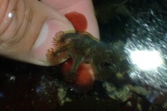 Haliclystus sanjuanensis