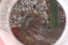 Haliclystus sanjuanensis