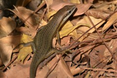 Trachylepis